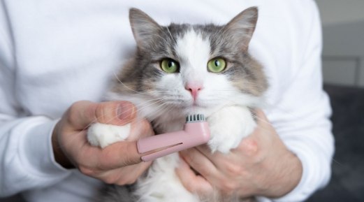 What to Do If My Cat's Teeth Are Yellow: Cat Teeth Cleaning Is a Key What to Do If My Cat's Teeth Are Yellow: Cat Teeth Cleaning Is a Key