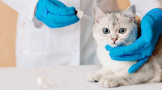 Causes Of Pet Ear Diseases and Effective Way To Treat It Causes Of Pet Ear Diseases and Effective Way To Treat It