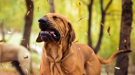 Common Dog Allergies Common Dog Allergies