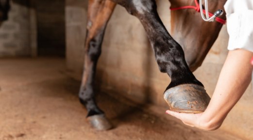 Common Hoof Issues and Protection Strategies