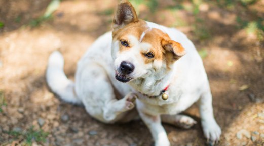 Common Pet Allergies and Symptoms Common Pet Allergies and Symptoms
