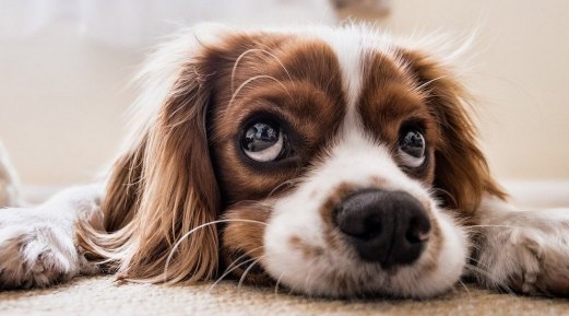 A Complete Guide to Laser Therapy in Companion Animal A Complete Guide to Laser Therapy in Companion Animal