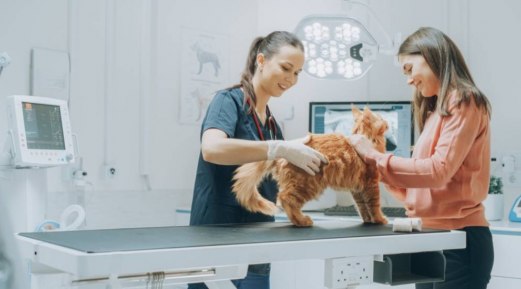 Comprehensive Allergy Testing for Cats to Advance Feline Health Comprehensive Allergy Testing for Cats to Advance Feline Health