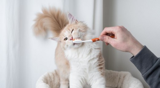 Dental Diets for Cats: Enhancing Oral Health with Calibra Cat Life Dental Diets for Cats: Enhancing Oral Health with Calibra Cat Life