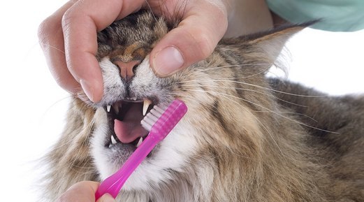 Dental Diseases in Cats
