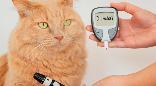Diabetes in Pets: What to Do