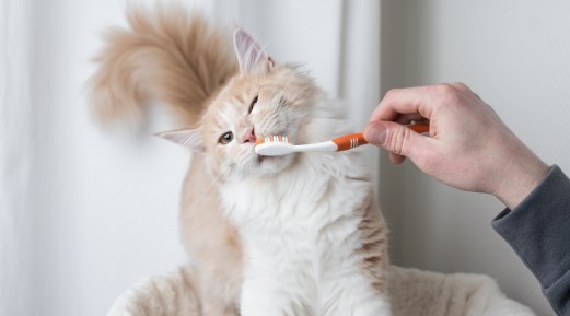 Easy Ways to Maintain Cats' Dental Health