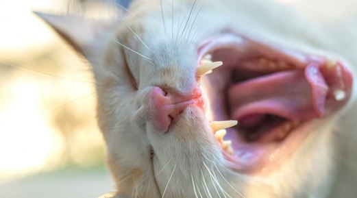 Effective Tips to Treat Cat Bad Breath