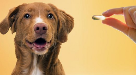 How to Pick Your Pet's Best Omega Oil How to Pick Your Pet's Best Omega Oil