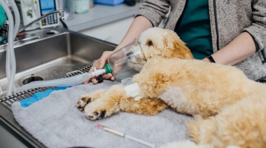 Don’t Let Waste Anesthetic Gases Harm You! Don’t Let Waste Anesthetic Gases Harm You!