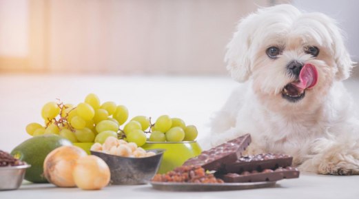 Is There a Difference Between Indoor and Outdoor Feline Nutrition? Is There a Difference Between Indoor and Outdoor Feline Nutrition?