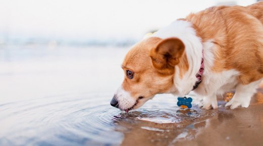 What Is a Dog Water Additive? 3 Facts You Should Know What Is a Dog Water Additive? 3 Facts You Should Know
