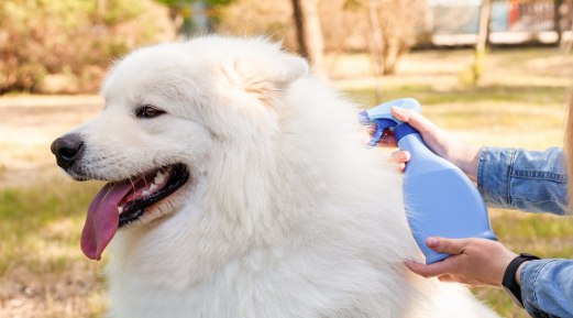 Best Spray for Flea and Tick Prevention Best Spray for Flea and Tick Prevention