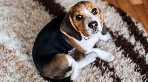 How to Prevent Dog Distemper How to Prevent Dog Distemper