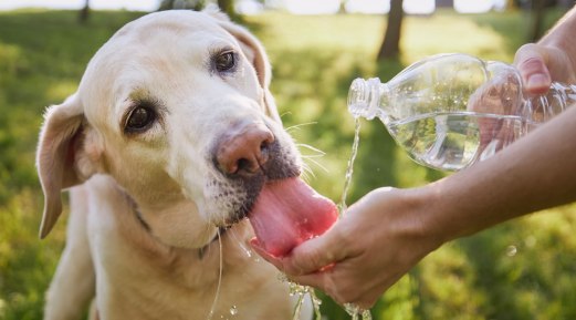 Maintaining Your Dog's Hydration Will Help Prevent Heat Stroke