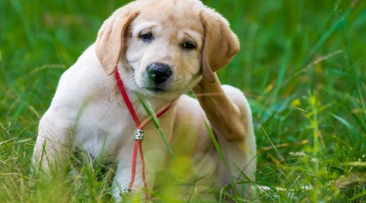 Everything to Know About Flea Infestation in Pets Everything to Know About Flea Infestation in Pets