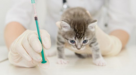 Examining Your Vaccinated Kitten's Titer Test Option Examining Your Vaccinated Kitten's Titer Test Option