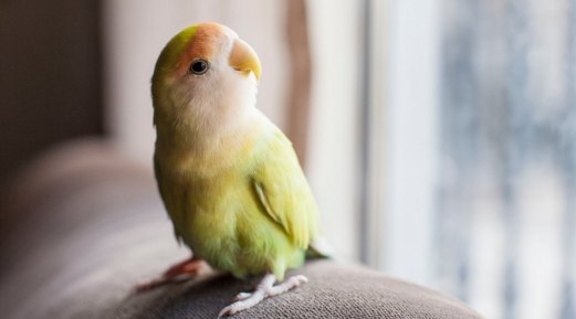 Exploring Bird Species and Proper Care Tips for Them Exploring Bird Species and Proper Care Tips for Them