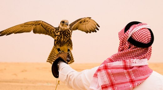 The Use of F10 In Falcon Medicine The Use of F10 In Falcon Medicine