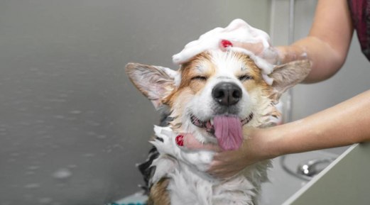 Finding The Perfect Balance: How Often Should You Bathe Your Dog?