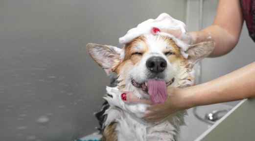 Finding The Perfect Balance: How Often Should You Bathe Your Dog? Finding The Perfect Balance: How Often Should You Bathe Your Dog?