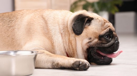Five Signs of Dehydration in Dogs Five Signs of Dehydration in Dogs