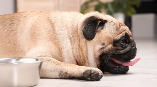 Five Signs of Dehydration in Dogs