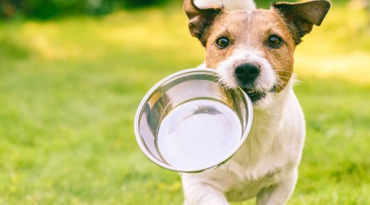 Five Warning Signs of Dog Dehydration