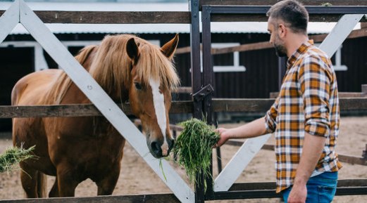 Why You Should Always Opt for a Good Feed for Your Endurance Horse Why You Should Always Opt for a Good Feed for Your Endurance Horse