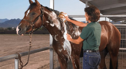 Grooming Your Horse 101: Discover the Benefits of Alezan Horse Shampoo
