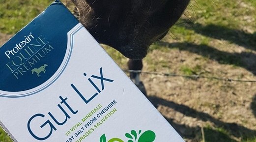 Gastrointestinal system and Gut Lix for Horses