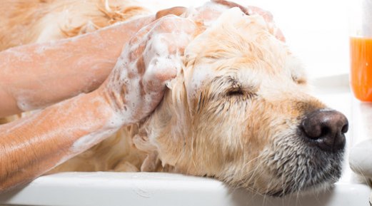 Health Benefits of Oatmeal Shampoo for Dogs