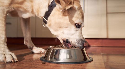 Healthy Food Guide for Senior Dogs