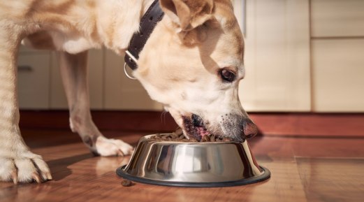 Healthy Food Guide for Senior Dogs Healthy Food Guide for Senior Dogs