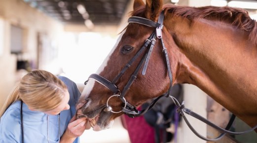 Holistic Methods of Horse Care