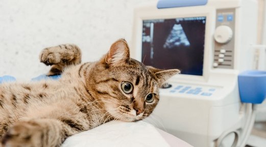 How Can Ultrasound Make Veterinary Diagnosis Easy?