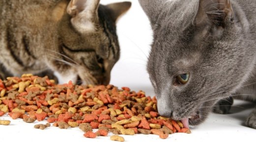 How Much Cat Food Is Appropriate? A Complete Guide How Much Cat Food Is Appropriate? A Complete Guide