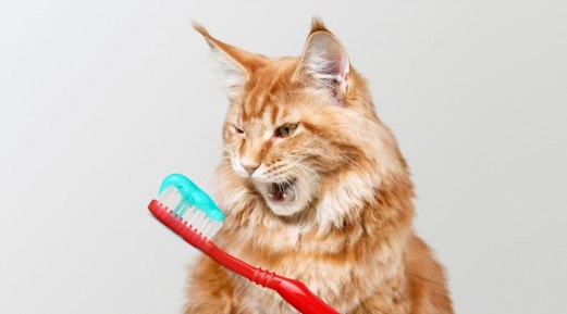 How to choose a Cat Toothpaste