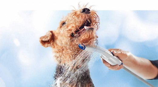How To Choose the Correct Shampoo for Pets