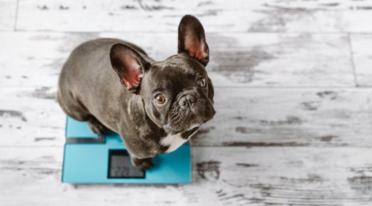 How to Create a Successful Dog Weight-Loss Program