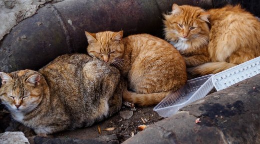How to Help Stray Cats During Winters