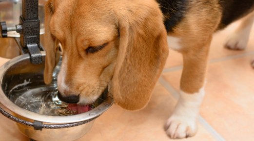 How to Keep Your Dog Hydrated During the Summer How to Keep Your Dog Hydrated During the Summer