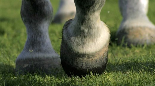 How to Keep Your Horse's Hooves Healthy and Strong