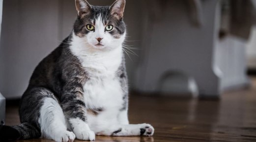 How to Keep Your Pets Healthy and Fit How to Keep Your Pets Healthy and Fit