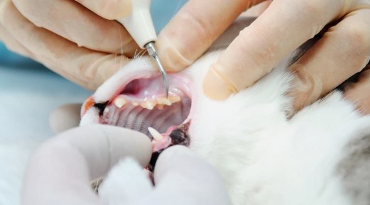 How to Maintain Pets’ Oral Health
