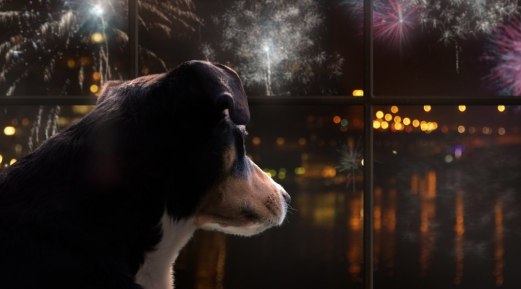 How to Prepare Your Dog for Fireworks Seasons Stress and Risk