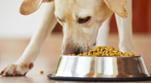 How to Select a Reliable Pet Food