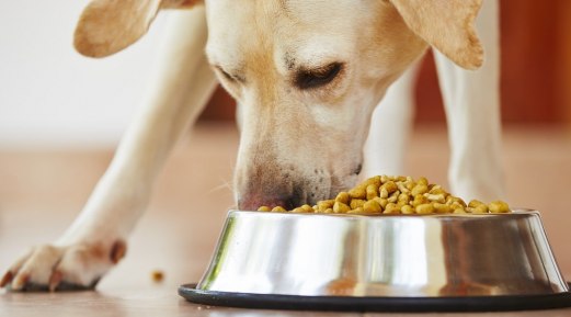 How to Select a Reliable Pet Food How to Select a Reliable Pet Food