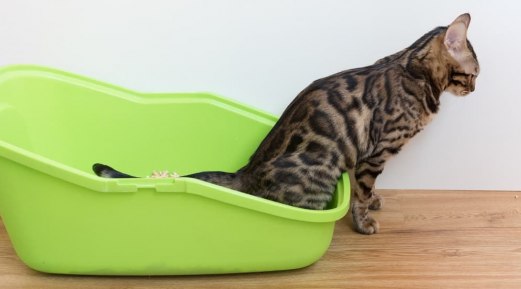 How to Tell If Your Cat’s Pee is Normal