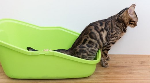 How to Tell If Your Cat’s Pee is Normal How to Tell If Your Cat’s Pee is Normal
